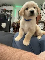 Hero, a male Golden Retriever for sale in Miami, FL – Photo 7 of 8