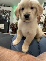 Hero, a male Golden Retriever for sale in Miami, FL – Photo 6 of 8