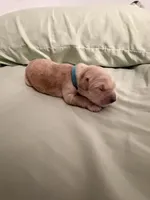 Hero, a male Golden Retriever for sale in Miami, FL – Photo 5 of 8