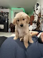 Hero, a male Golden Retriever for sale in Miami, FL – Photo 1 of 8