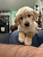 Hero, a male Golden Retriever for sale in Miami, FL – Photo 8 of 8