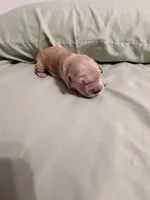 Hero, a male Golden Retriever for sale in Miami, FL – Photo 3 of 8