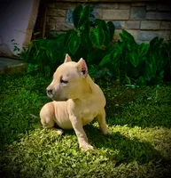 Precious , a female American Bully for sale in Phenix City, AL – 3 of 5