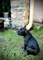 Rip, a male American Bully for sale in Phenix City, AL – 5 of 5