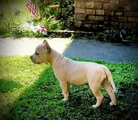 Precious , a female American Bully for sale in Phenix City, AL – 2 of 5