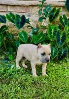 Siphia, a female American Bully for sale in Phenix City, AL – 4 of 4