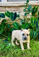 Siphia, a female American Bully for sale in Phenix City, AL – 3 of 4