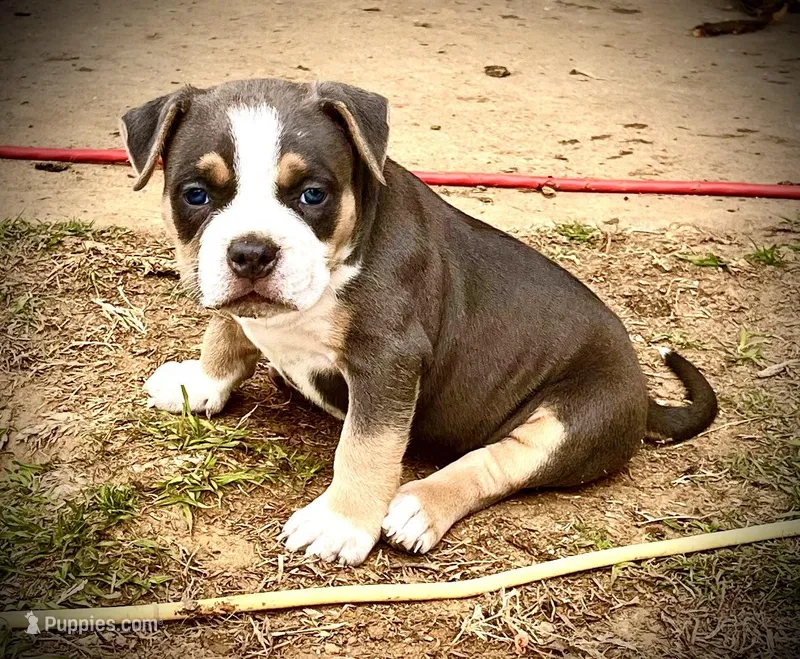 Bluey – American Bully puppy for sale in Phenix City, AL