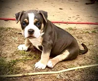 Bluey, a female American Bully for sale in Phenix City, AL – Photo 1 of 2