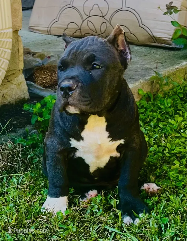 MJ – American Bully puppy for sale in Phenix City, AL