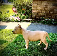 Precious , a female American Bully for sale in Phenix City, AL – 5 of 5