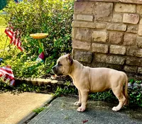 Siphia, a female American Bully for sale in Phenix City, AL – 2 of 4
