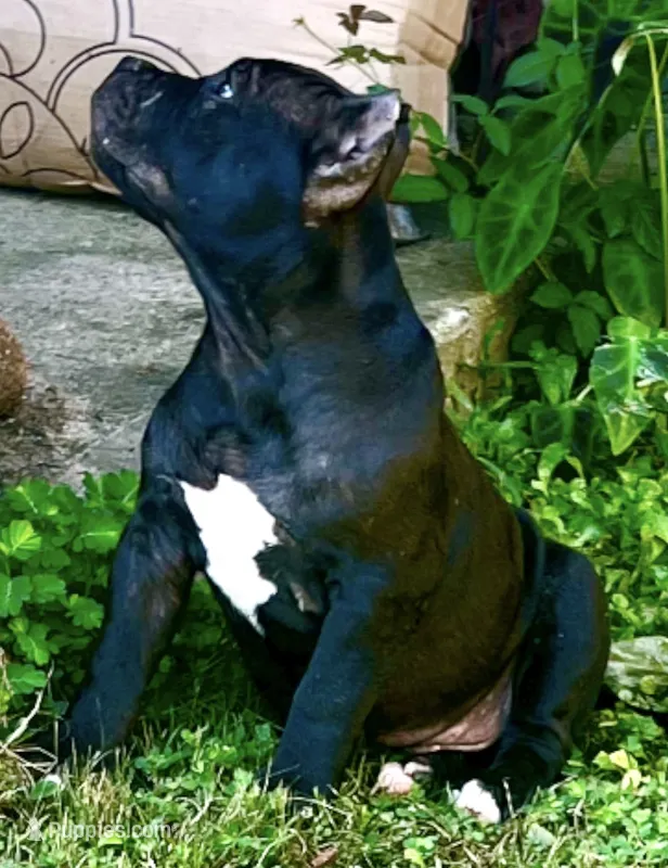 Rip – American Bully puppy for sale in Phenix City, AL