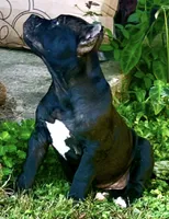 Rip, a male American Bully for sale in Phenix City, AL – 1 of 5