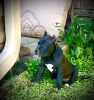 Rip, a male American Bully for sale in Phenix City, AL – 2 of 5