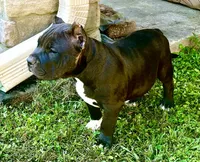 MJ, a male American Bully for sale in Phenix City, AL – 4 of 4