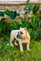 Siphia, a female American Bully for sale in Phenix City, AL – 1 of 4