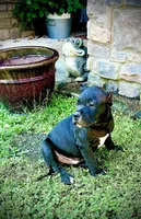Rip, a male American Bully for sale in Phenix City, AL – 4 of 5