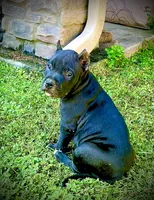 Rip, a male American Bully for sale in Phenix City, AL – 3 of 5