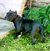MJ, a male American Bully for sale in Phenix City, AL – 3 of 4