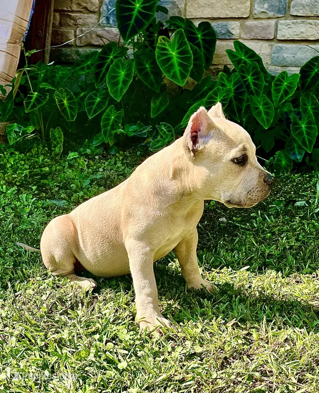 Precious  – American Bully puppy for sale in Phenix City, AL