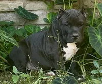 MJ, a male American Bully for sale in Phenix City, AL – 2 of 4