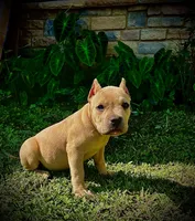 Precious , a female American Bully for sale in Phenix City, AL – 4 of 5