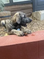 Puppy 5: Miss Jowls, a female Irish Wolfhound for sale in Veyo, UT – 4 of 7