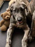 Puppy 4: Daria, a female Irish Wolfhound for sale in Veyo, UT – 3 of 3