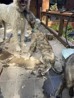 Puppy 7: Giorgia, a female Irish Wolfhound for sale in Veyo, UT – 8 of 10