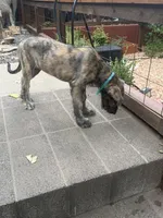 Puppy 7: Giorgia, a female Irish Wolfhound for sale in Veyo, UT – 4 of 10