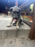 Puppy 5: Miss Jowls, a female Irish Wolfhound for sale in Veyo, UT – 2 of 7