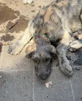 Puppy 7: Giorgia, a female Irish Wolfhound for sale in Veyo, UT – 5 of 10