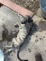 Puppy 7: Giorgia, a female Irish Wolfhound for sale in Veyo, UT – 9 of 10