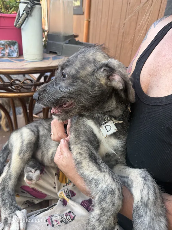 Puppy 4: Daria – Irish Wolfhound puppy for sale in Veyo, UT