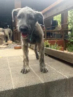 Puppy 7: Giorgia, a female Irish Wolfhound for sale in Veyo, UT – 3 of 10