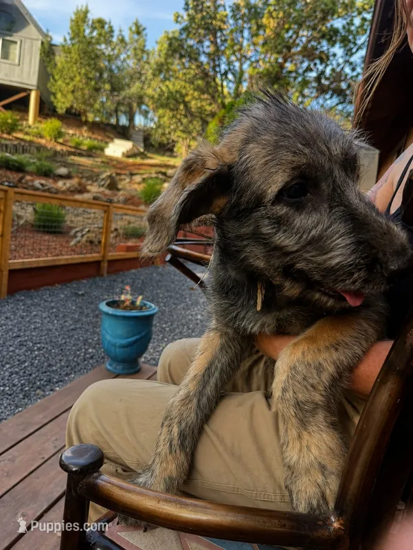 Puppy 5: Miss Jowls – Irish Wolfhound puppy for sale in Veyo, UT