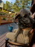 Puppy 5: Miss Jowls, a female Irish Wolfhound for sale in Veyo, UT – 1 of 7