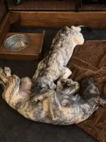 Puppy 7: Giorgia, a female Irish Wolfhound for sale in Veyo, UT – 2 of 10