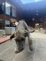 Puppy 5: Miss Jowls, a female Irish Wolfhound for sale in Veyo, UT – 5 of 7