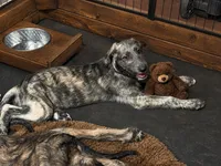 Puppy 4: Daria, a female Irish Wolfhound for sale in Veyo, UT – 2 of 3