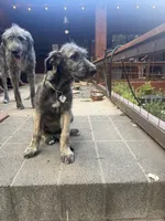 Puppy 5: Miss Jowls, a female Irish Wolfhound for sale in Veyo, UT – 7 of 7