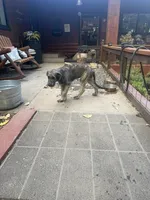 Puppy 5: Miss Jowls, a female Irish Wolfhound for sale in Veyo, UT – 6 of 7