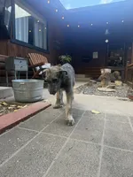 Puppy 5: Miss Jowls, a female Irish Wolfhound for sale in Veyo, UT – 3 of 7