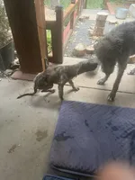 Puppy 7: Giorgia, a female Irish Wolfhound for sale in Veyo, UT – 7 of 10