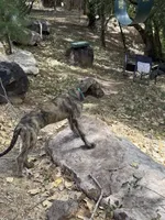 Puppy 7: Giorgia, a female Irish Wolfhound for sale in Veyo, UT – 10 of 10