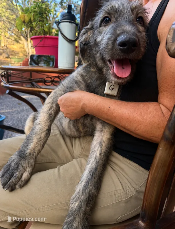Puppy 7: Giorgia – Irish Wolfhound puppy for sale in Veyo, UT