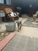 Puppy 7: Giorgia, a female Irish Wolfhound for sale in Veyo, UT – 6 of 10
