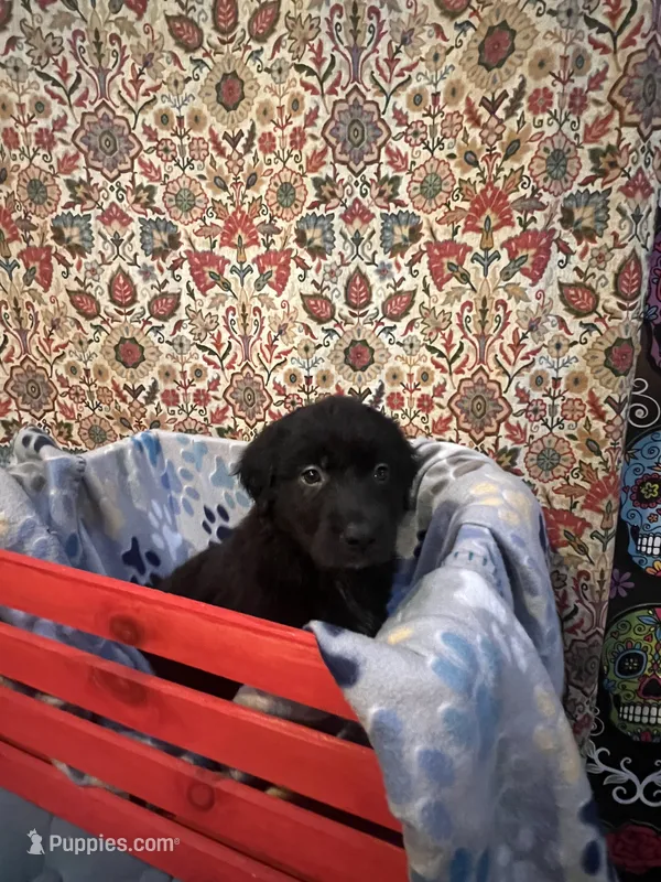 Bear – Australian Shepherd, Golden Retriever puppy for sale in Harrah, OK