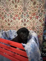 Bear, a male Australian Shepherd and Golden Retriever for sale in Harrah, OK – 1 of 1